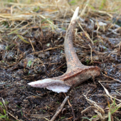 vzácnosť od bitkára