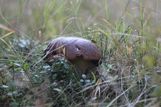 Kralova Hola - 28.09.2012