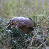 Kralova Hola - 28.09.2012