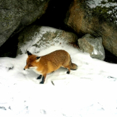 Tatranská krásavica :)