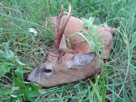 moj srnec 3.v.t. dnes ráno