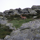 Zážitok z tatranskej dovolenky