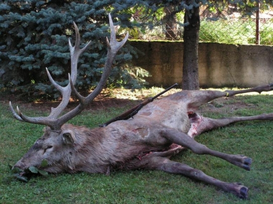 ked sv. hubert dopraje