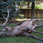 ked sv. hubert dopraje