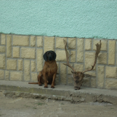 Aron a Daniel..