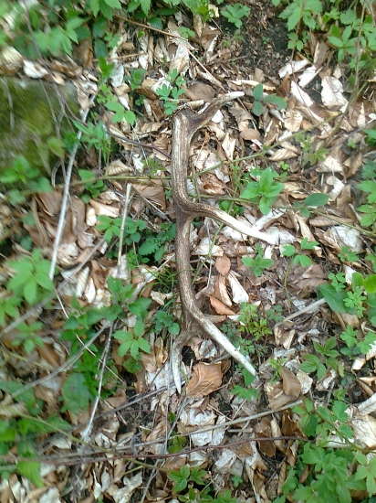 minuloročny 10torák