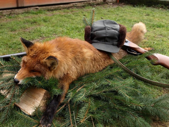 Kamarátov lišiak :)