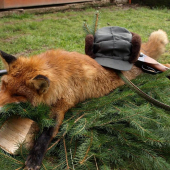 Kamarátov lišiak :)