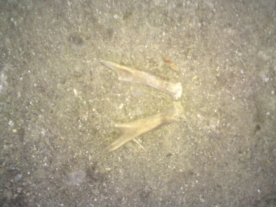 Nedelnajšíí párik :D