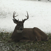 jelenček bielochvostý