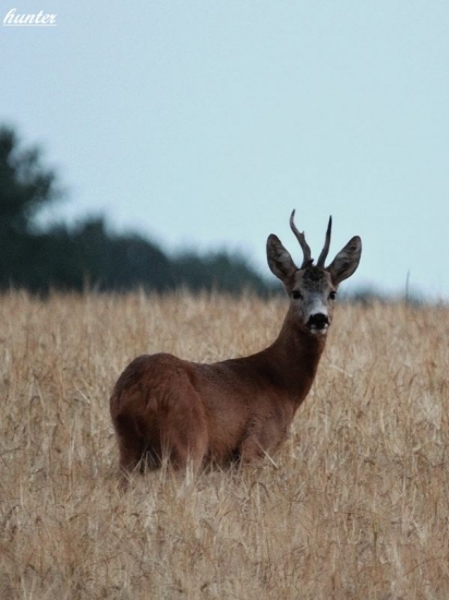srnec lesný capreolus capreolus