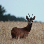 srnec lesný capreolus capreolus