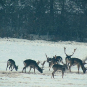 daniel škvrnitý-dama dama