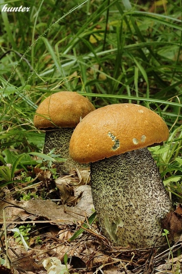 kozák žltooranžový