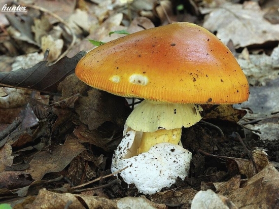 muchotrávka cisárska