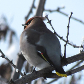 chochláč severský