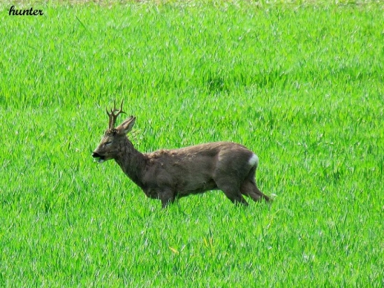 srnec lesný capreolus capreolus