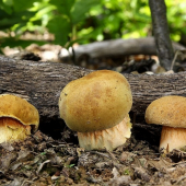 suchohrib plstnatý
