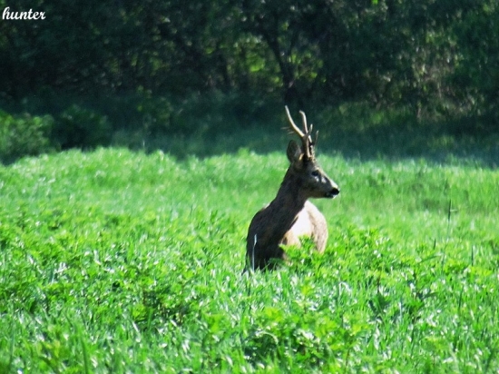 srnec lesný capreolus capreolus
