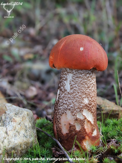 kozák dubový