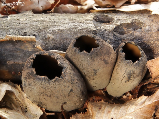 urnička kráterovita