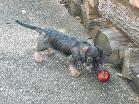 seval z krstanskej zahrady