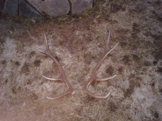 kamaratove -menšie ale potešia