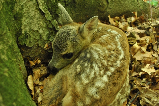 Srnečka malinká :)