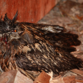 Výr skalný - nočný nález