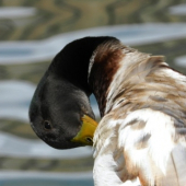 ... pri jazierku ...