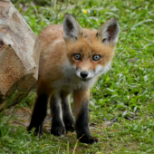 Líšča pipíšča...