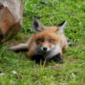 Líšča pipíšča...