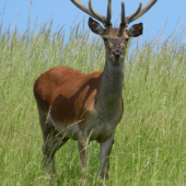 ked to von vyzeralo krajsie...