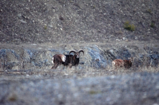 rano na ceste do lesa...