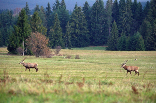 Dvaja