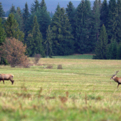 Dvaja