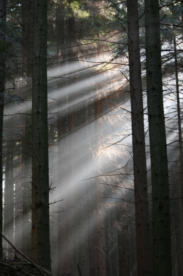 Uvoľnený zápoj v smrekovej monokultúre