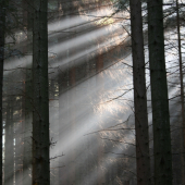 Uvoľnený zápoj v smrekovej monokultúre