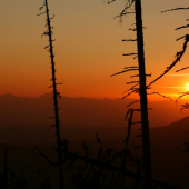 Západofka z drsných podmienok