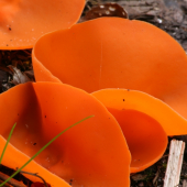 Aleuria aurantia
