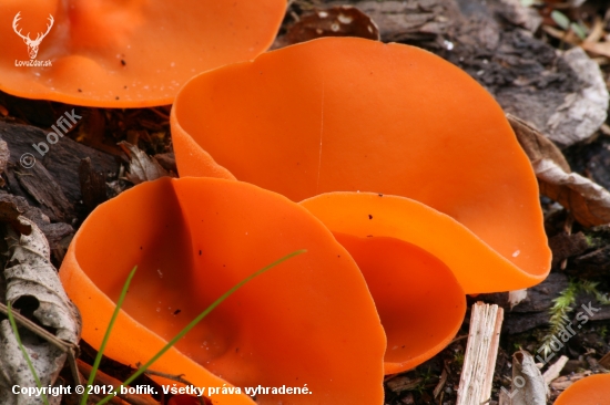 Aleuria aurantia