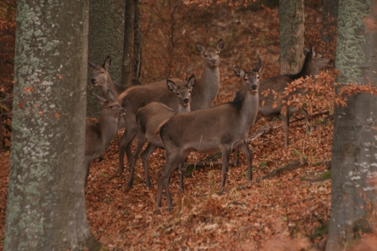 Niekým (čím) vyplašené