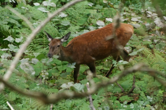 Cervus elaphus