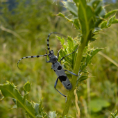 Rosalia alpina