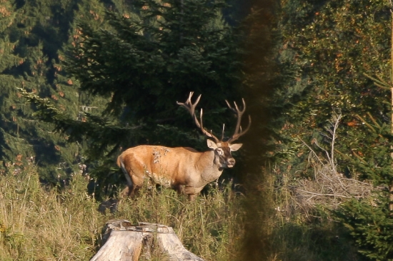 Okuliarnik karpatský