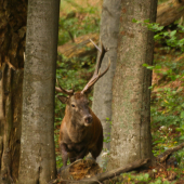 Jeleň