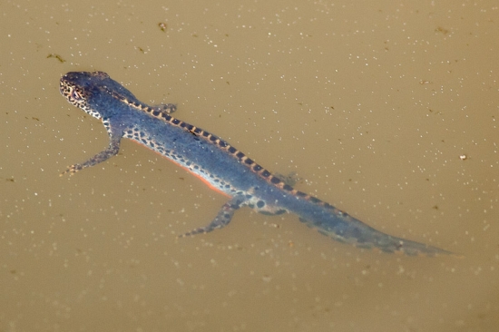 Triturus alpestris