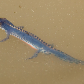 Triturus alpestris