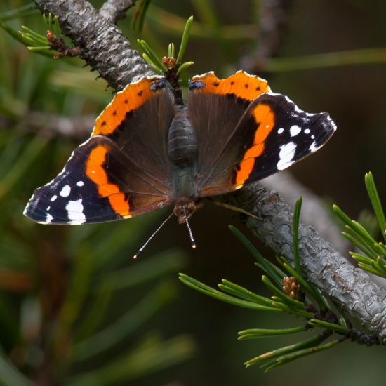 Vanessa atalanta na 