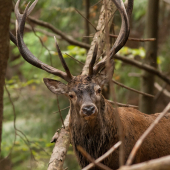 Nevydarený portrét